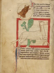 Northumberland Bestiarium - Ein Maulwurf